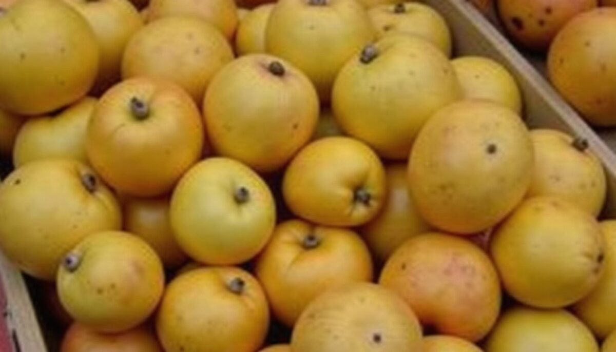Guide pratique pour se procurer un anti-germe pour pommes de terre en Espagne